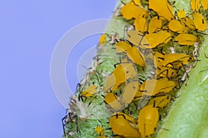 Yellow Aphids Macro