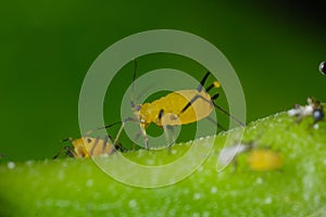 Yellow aphids suck the sap from a leaf. Colony of plant parasites