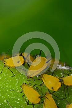 Yellow aphids suck the sap from a leaf. Colony of plant parasites