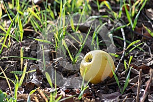 Yellow Aplle on Grass