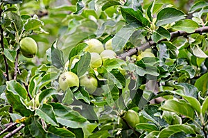 Yellow apple fruits in the tree, apple tree branch. The apple tree Malus domestica, rose family