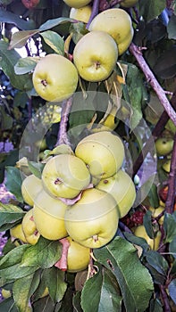 Yellow apple fruits in the tree, apple tree branch.