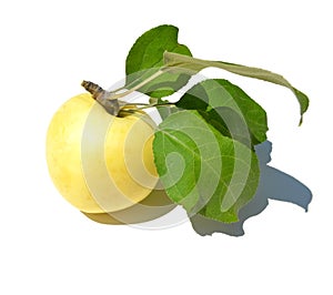 Yellow apple with green leaves on white background