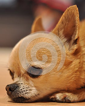 Yellow apple head Chihuahua close up face