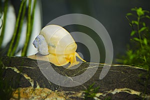 The Yellow apple snails in the fish tank.