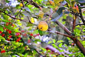 Yellow Apple on a tree branch in the garden. Against the background of maturing viburnum. Summer.