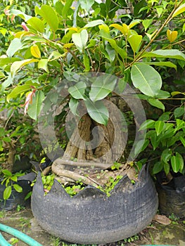yellow apple tree that grows a lot in the highlands of the island of Java