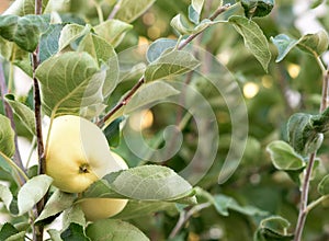 Yellow apple on a young tree photo