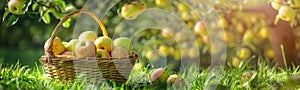 Yellow Apples in Basket, Rich Apples Harvest Banner, Ripe Fruits in Garden on Grass under Apple Tree