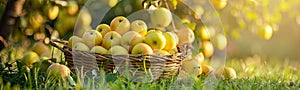 Yellow Apples in Basket, Rich Apples Harvest Banner, Ripe Fruits in Garden on Grass under Apple Tree