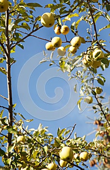 Yellow apples on the three. Ripe apple branches against blue sky