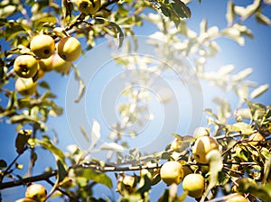 Yellow apples on the three. Ripe apple branches against blue sky