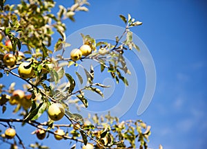 Yellow apples on the three. Ripe apple branches against blue sky.