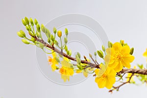 Yellow Apricot blossom closeup ( Hoa mai )