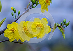 Yellow apricot blossom – a symbol of Tet in Vietnam