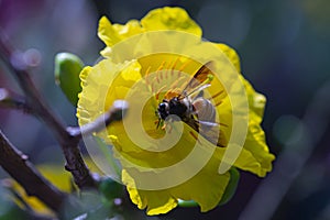 Yellow apricot blossom – a symbol of Tet in Vietnam