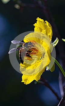 Yellow apricot blossom – a symbol of Tet in Vietnam