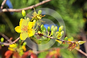 Yellow apricot flower in the spring time