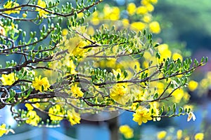 Yellow apricot flowers blooming fragrant petals signaling spring