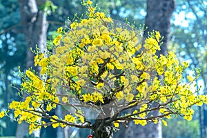 Yellow apricot flowers blooming fragrant petals signaling spring