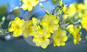 Yellow apricot flowers blooming fragrant petals signaling spring