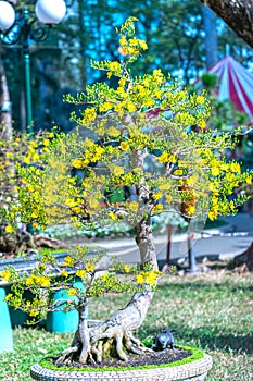 Yellow apricot flowers blooming fragrant petals signaling spring
