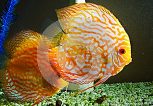 Yellow aquarium fish