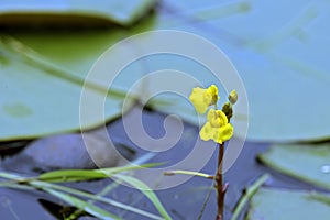 Yellow aquatic and carnivorous plant on blue lake