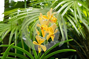 Yellow aranda super yellow orchid flower in Singapore