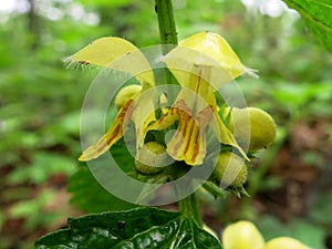 Yellow Archangel (Galeobdolon luteum or Lamium galeobdolon)