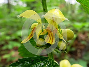 Yellow Archangel (Galeobdolon luteum or Lamium galeobdolon) photo