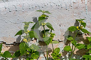 Yellow archangel, ordnance plant. Lamium galeobdolon grows on the foundation of a house