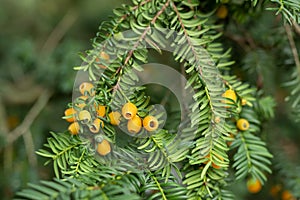 Yellow-aril yew Taxus baccata Lutea with bright yellow berries