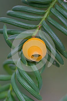 Yellow-aril yew Taxus baccata var. fructo-lutea, bright yellow berry photo