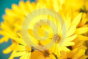 Yellow Arnica flowers postcard.