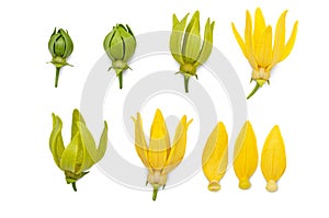 Yellow aroma flower Ylang Ylang or Ilang ilang Cananga odorata. Fragrance flower