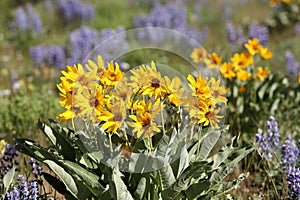 Yellow Arrow leaf balsam root wild flowers. photo