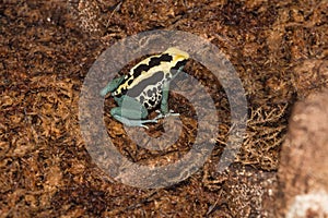 Yellow arrow poison frog with black dots