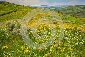 Yellow Arrowleaf Balsamroot asteraceae in Mountain Meadow