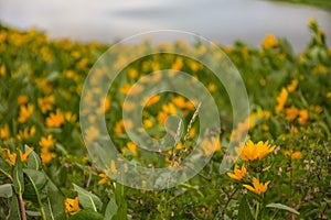 Yellow Arrowleaf Balsamroot asteraceae in Mountain Meadow