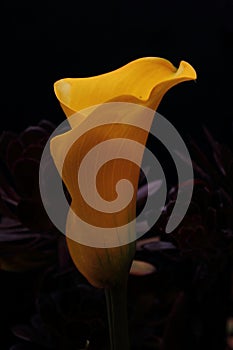 A yellow Arum lily