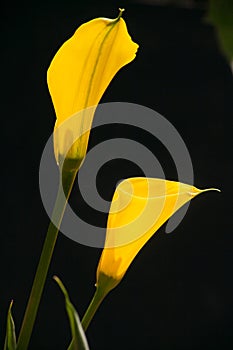 Yellow Arum Lily Zantedeschia elliottiana 1