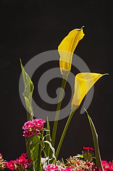 Yellow Arum Lily Zantedeschia elliottiana 2