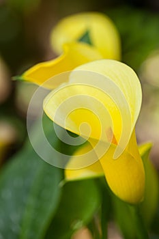 Yellow Arum Lily