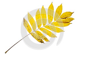 Yellow Ash leaves with stains isolated on a white.