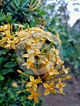 The yellow Ashoka flowers that bloom are very beautiful