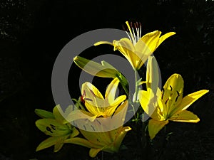 Yellow Asiatic Hybrid Lilies