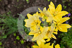 Yellow asiatic hybrid lilies. Bouquet of fresh flowers growing in summer garden.Blooming flowers. Summer sunny day