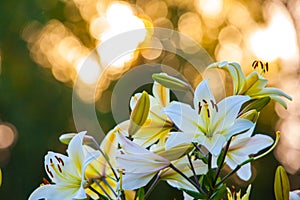 White yellow lilies at sunset in the garden