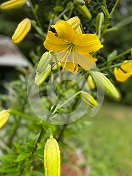 Yellow Asiatic lilies in a garden